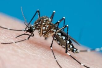 Aedes coloca quatro cidades sergipanas em alto risco para dengue