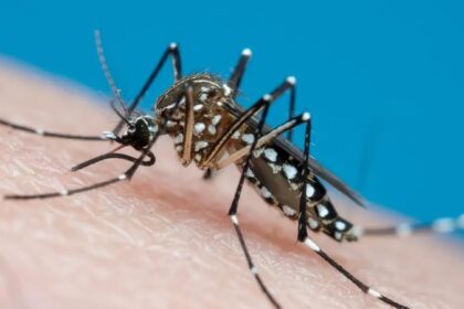 Aedes coloca quatro cidades sergipanas em alto risco para dengue