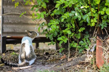 MPF divulga laudos sobre mortes de felinos na UFS para garantir transparência