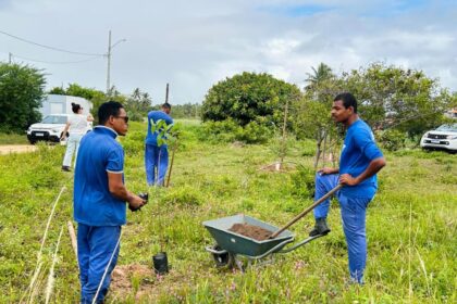 Prefeitura de Aracaju planta 30 mudas em lagoa do loteamento Praia do Refúgio