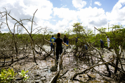 Aracaju amplia recuperação de manguezais com mudas do Horto Municipal