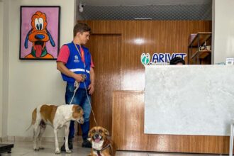 Aracaju castra cães de acolhidos do Centro POP pelo programa Aju Animal