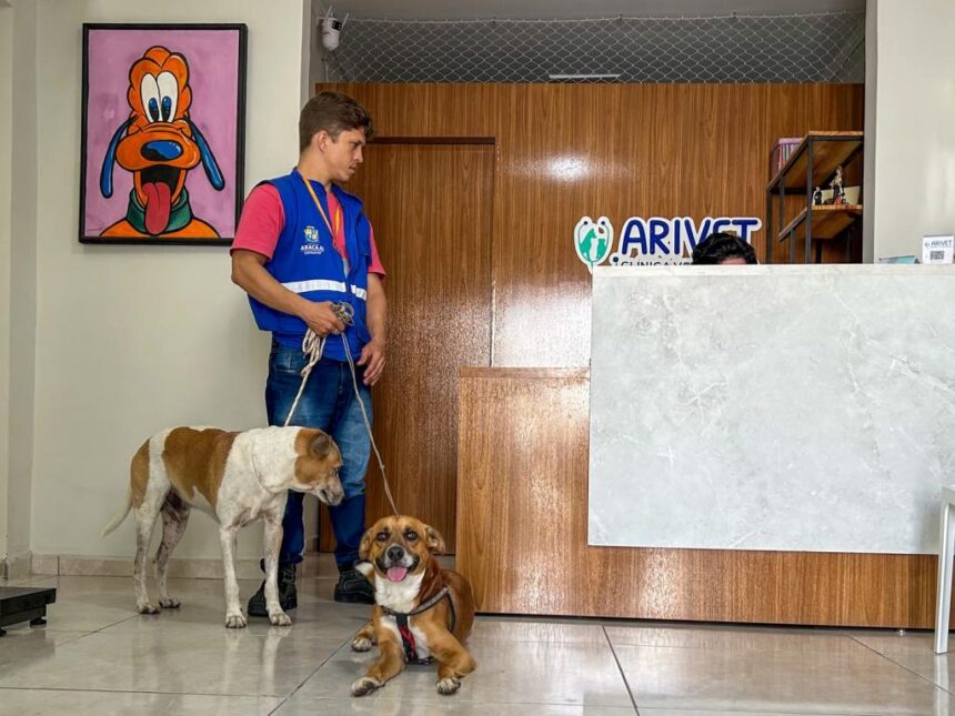 Aracaju castra cães de acolhidos do Centro POP pelo programa Aju Animal