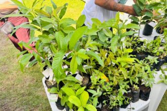 Aracaju distribuiu 1.311 mudas em julho e reforçou arborização urbana