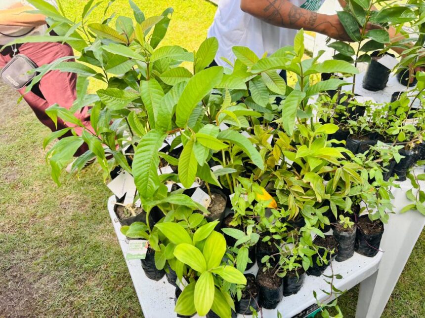 Aracaju distribuiu 1.311 mudas em julho e reforçou arborização urbana