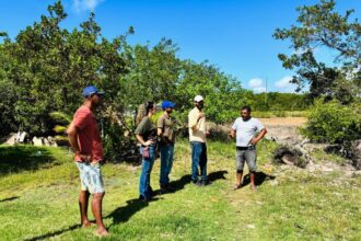 Aracaju estuda plantio de árvores em área degradada no Mosqueiro