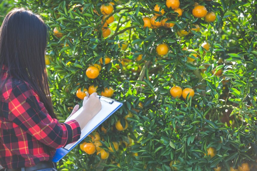 Aracaju recebe encontro que projeta novos rumos para citricultura sergipana