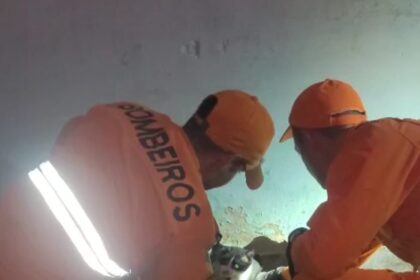 Bombeiros abrem parede e salvam gato preso em casa no Porto Dantas
