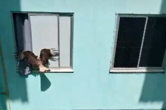 Bombeiros libertam dois carcarás presos em condomínio de Aracaju