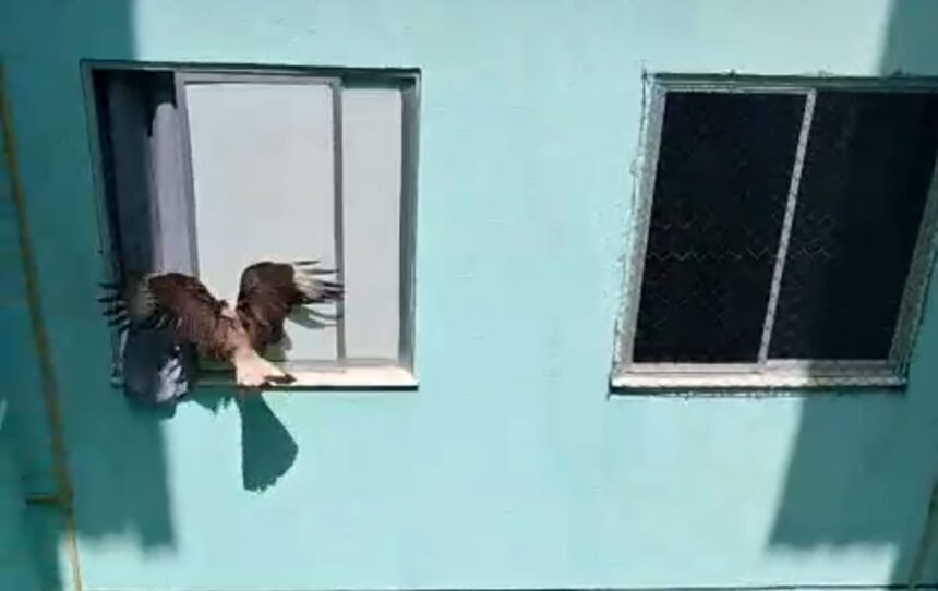 Bombeiros libertam dois carcarás presos em condomínio de Aracaju