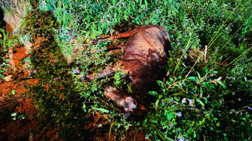 Operação dos Bombeiros salva cavalo preso em buraco de 3 metros em Frei Paulo