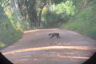 Pesquisa internacional monitora primatas ameaçados em Itaporanga d’Ajuda