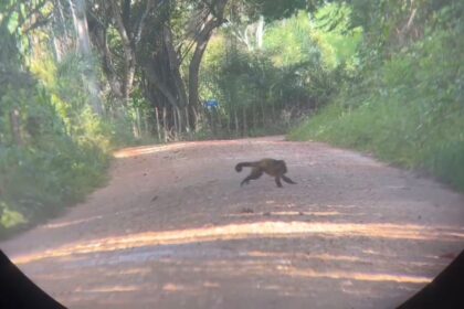 Pesquisa internacional monitora primatas ameaçados em Itaporanga d’Ajuda