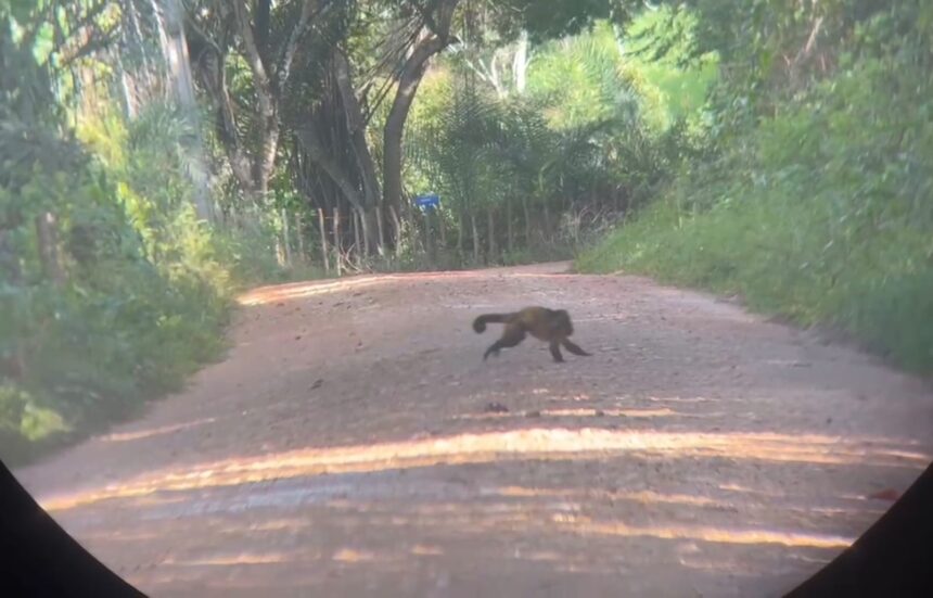 Pesquisa internacional monitora primatas ameaçados em Itaporanga d’Ajuda