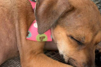 Shopping Jardins promove adoção de cães e gatos resgatados em Aracaju