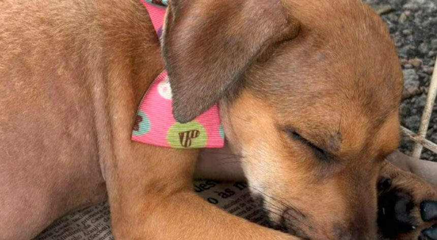 Shopping Jardins promove adoção de cães e gatos resgatados em Aracaju